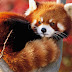 Red pandas, global climate change