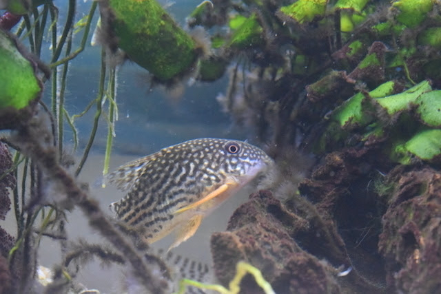 金魚と熱帯魚他との混泳 ヤマト 石巻 コリ編 適当金魚