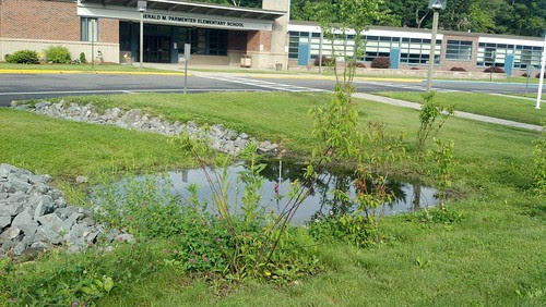 Parmenter: rain garden