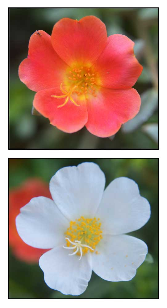 A Las Diyes Portulaca Grandiflora Time Flower Da Hua Ma Chi Xian Philippine Medicinal Herbs Alternative Medicine