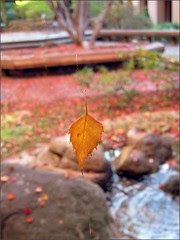 Floating Leaf 2