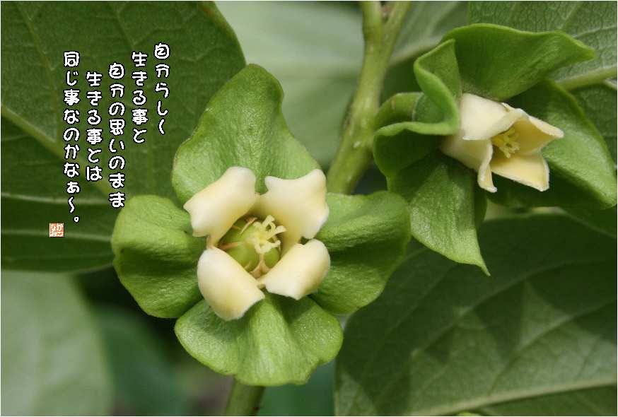 No 416 柿の花 花言葉 恵み 優美 自然美 なおかつ フォトエッセイ