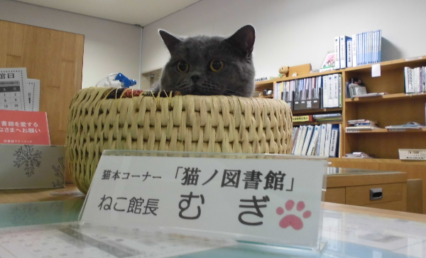 CA1904 - 小さな図書館の挑戦 －「猫ノ図書館」開設とねこ館長 