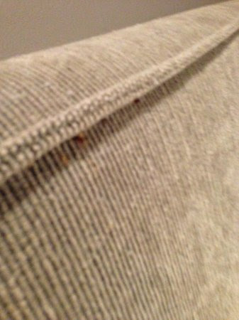 Bed Bugs - Picture of Loft 523 New Orleans, New Orleans - TripAdvisor
