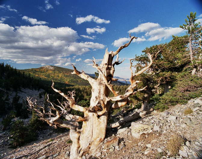 File:Bristlecone Wheeler.jpg