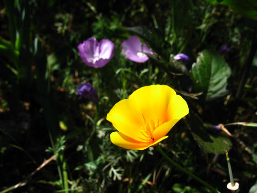 GBBD; 2009-07-14