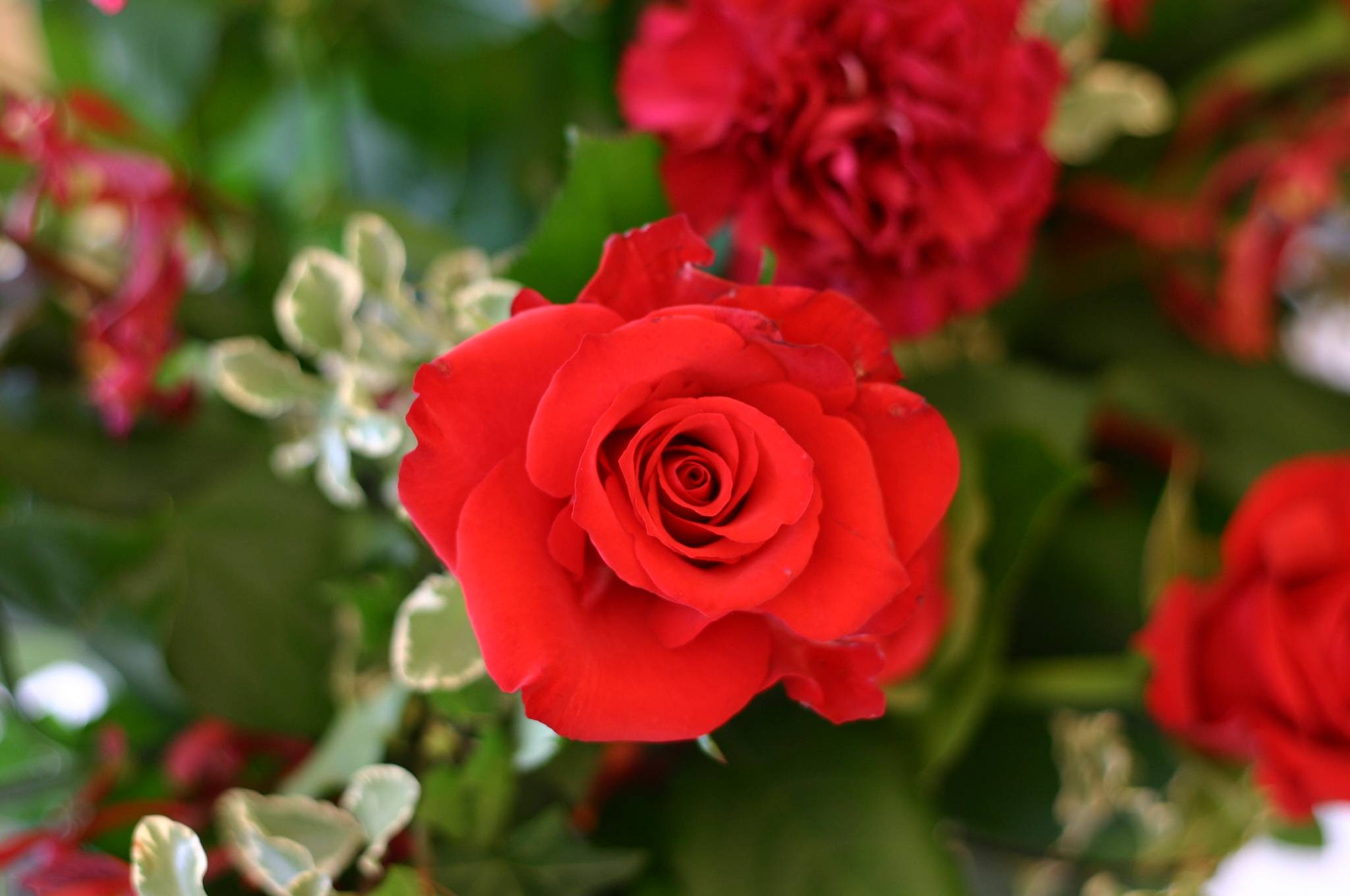 赤いバラの花 00ピクセル以上のフリー写真素材集