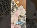 [最も共有された！ √] 犬 変な動き 150643-犬 変な動き トイプードル