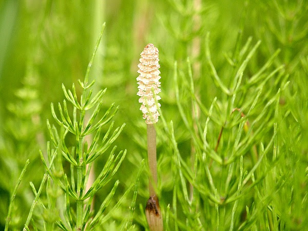 四季折々の花 In泉の森