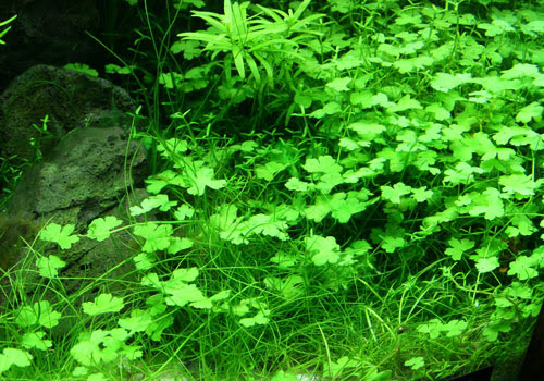 アクアリウム 水草 オーストラリア ドワーフヒドロコティレ アクアリウム 水草life