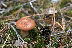 Männiriisikas (Lactarius rufus)