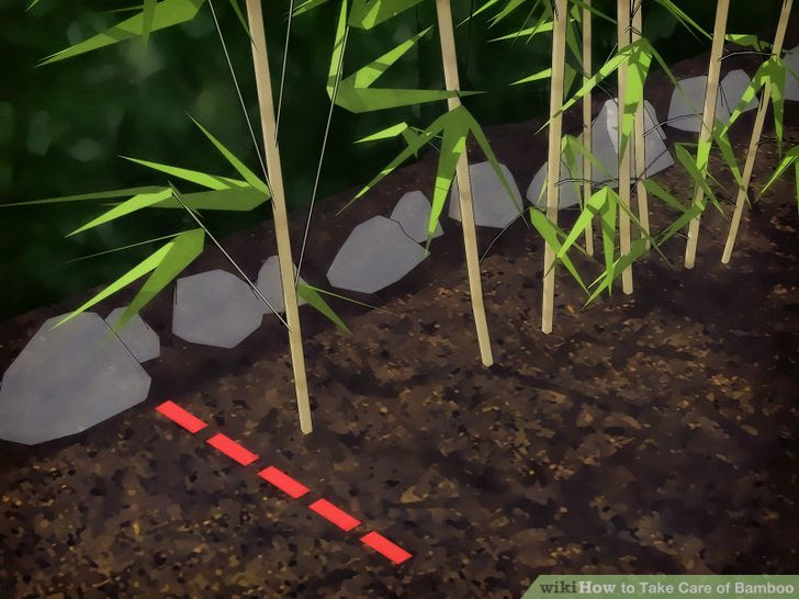 Take Care of Bamboo Step 5.jpg