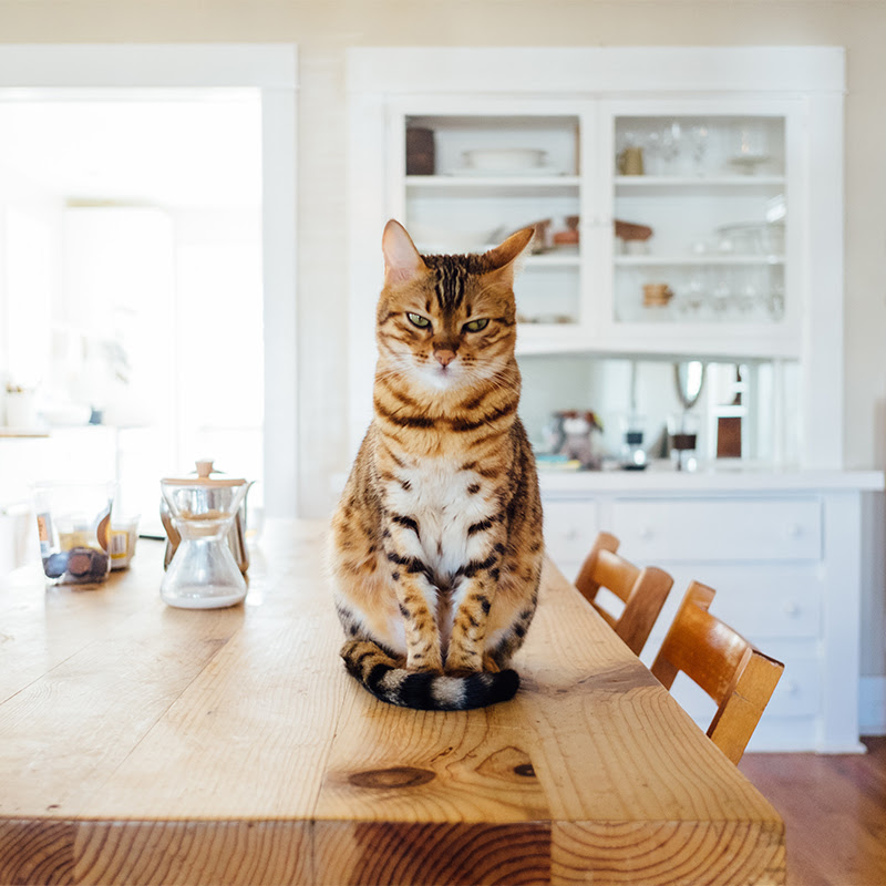 困った猫の盗み食いは解決できる 対策と対処法を考えてみた 猫の総合情報サイト ペットスマイルニュースforネコちゃん