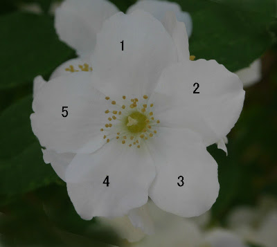 花弁の数 小林家の庭の花