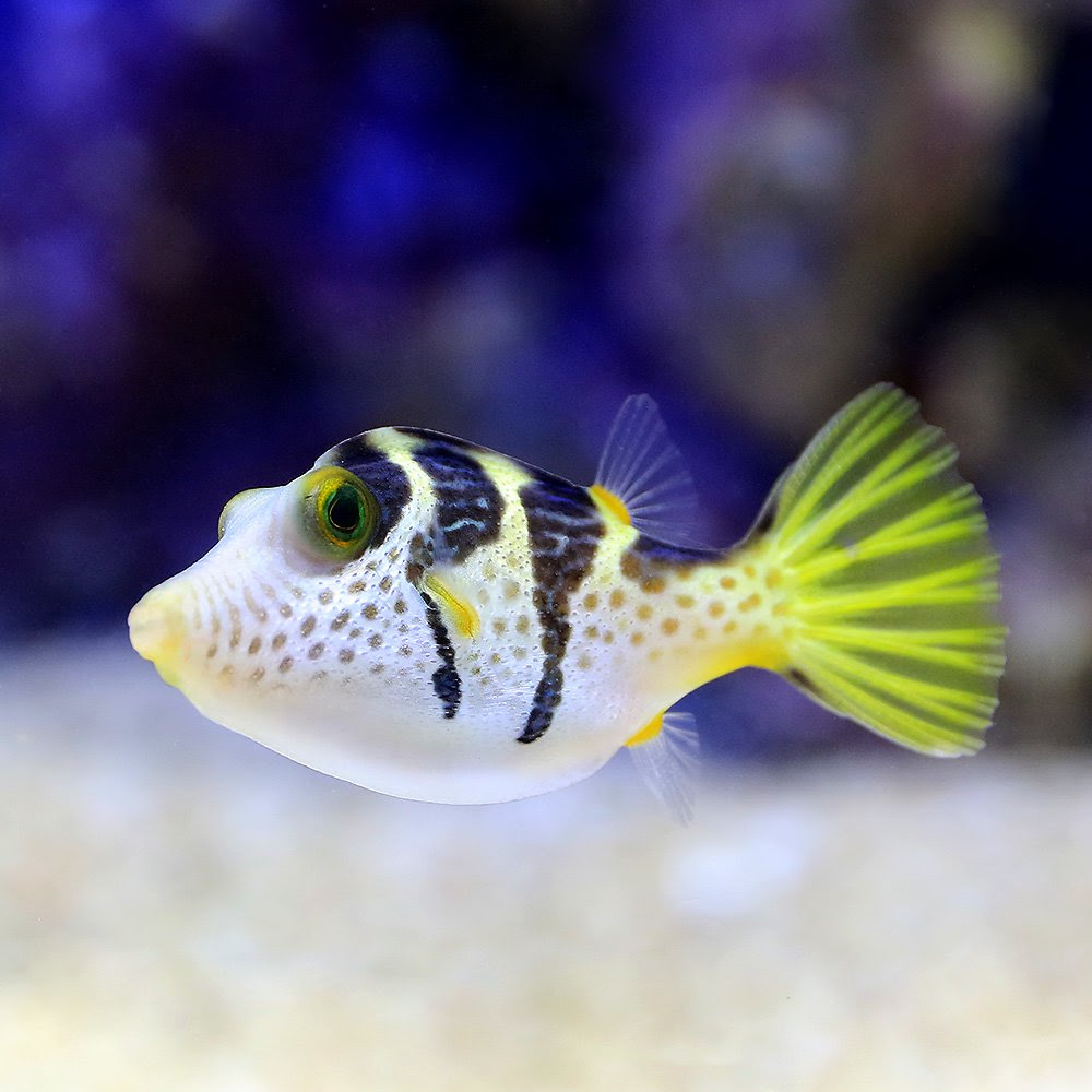 海水水槽でフグを飼育したいならシマキンチャクフグ フグなのに サンゴ 混泳も可能だと アクアリウム野郎