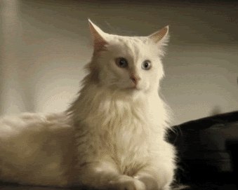 Une Selection De Gifs Animes Entre Chiens Et Chats Pas Qu Un Peu Le Blog