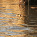 Réflexion de canard
