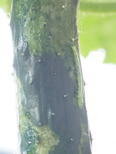 キュウリの害虫 ワタヘリクロノメイガ ウリノメイガ マツタケ 品種不明