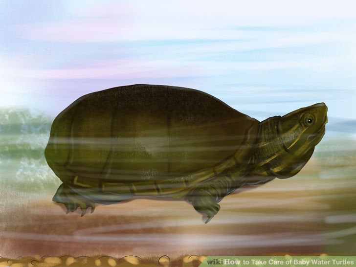 Take Care of Baby Water Turtles Step 6 Version 2.jpg