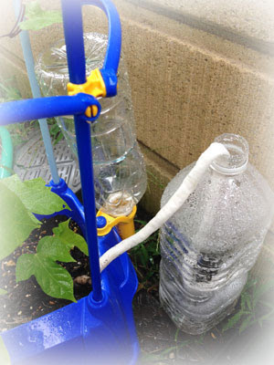 不在時のアサガオ どうする どうした 水やり楽だぞぅ 小学生の これ いいよ