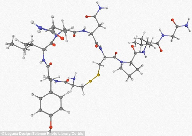Research has found unlike other treatments for muscle wasting, oxytocin (the molecular model is pictured) did not cause cancer and when injected, helped old people recover from muscle injuries faster