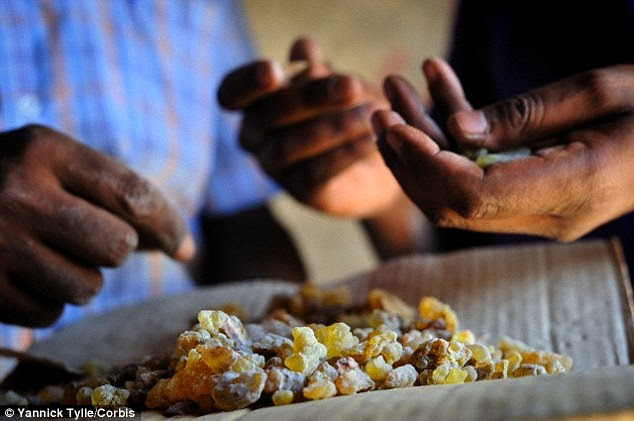 Frankincense (pictured), one of the gifts carried by the Three Kings in the Christmas story, was used in elaborate burials in Roman Britain more than 1,700 years ago, according to new research