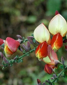 花 エニシダ 3月30日の花と花言葉 エニシダ 魅る魅るガーデニング