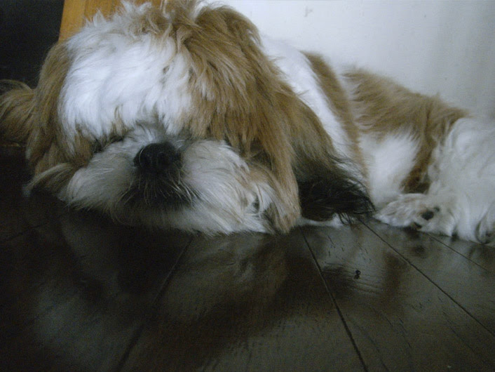 ぶさかわいいシーズー犬