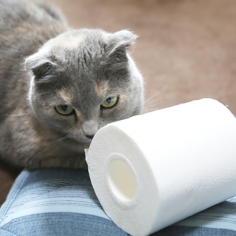 猫の困ったトイレ問題 おしっこがはみ出す原因と対策はこれだ