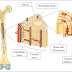 Sketch And Label Of A Cross Section Of A Long Bone - Anatomy And Physiology Of Animals The Skeleton Wikibooks Open Books For An Open World / Two types of bone tissues in cross section of a long bone :