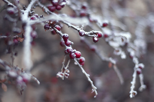 Winter Frost on Berries