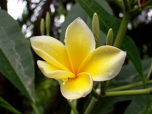 Tanaman Khas Indonesia Alfilail s Blog Tanaman Khas Indonesia Alfilail s Blog