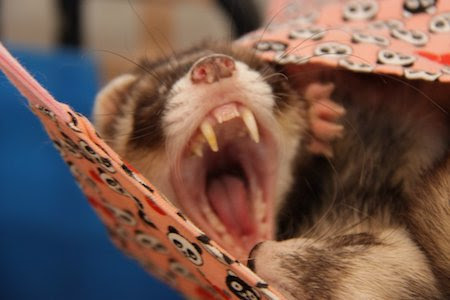 フェレット かわいい仕草 Petfun 動物やペットに関する情報サイト