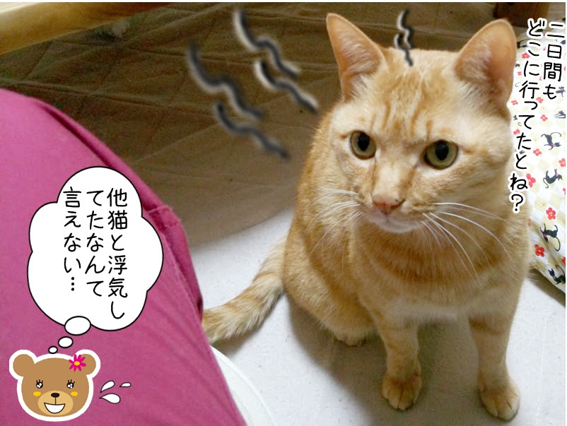 ヤキモチ猫 What S Michael That Smichael