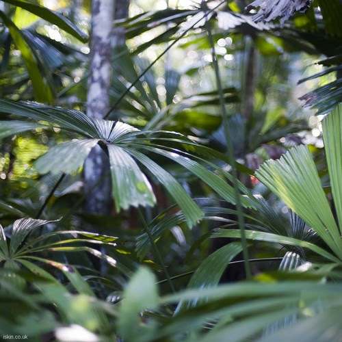 ipad wallpaper: rainforest palms. ipad sized background 1024x1024: rain-forest palm leaves. More sizes available in our photostream or on our website wallpaper rainforest. ipad wallpaper: rainforest palms. ipad sized background 1024x1024: rain-forest palm leaves. More sizes available in our photostream or on our website