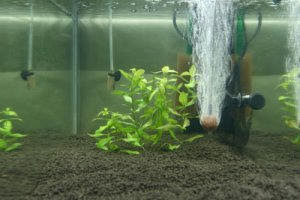 活性炭投入 S Nobの熱帯魚と水生植物