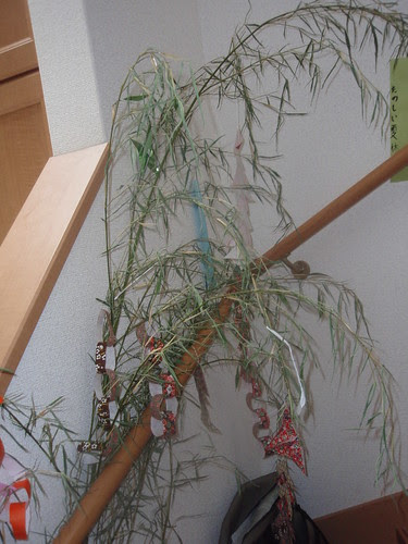 dead tanabata tree