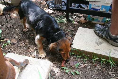 It's dog eat dog out there.