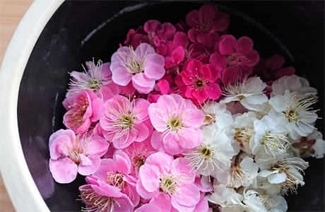 梅と沈丁花のアロマフレグランスをつくりました Aromatherapy Raf