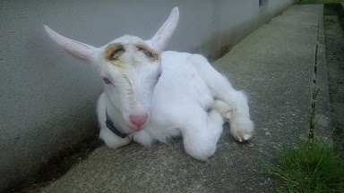除角と去勢について となみ野やぎ舎