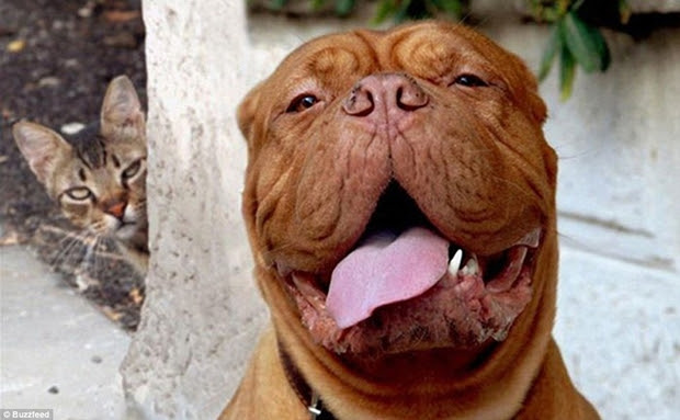 Gato espreitando cachorro atrás da árvore (Foto: Reprodução)