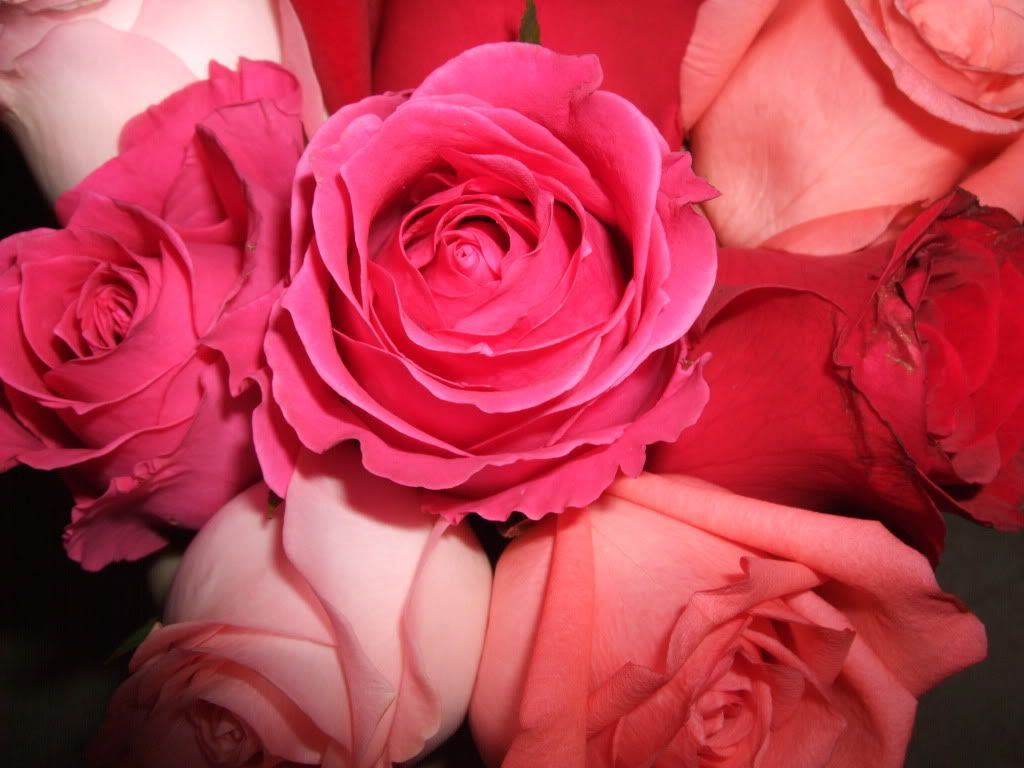 Love,Flowers,Roses,Pink,Red