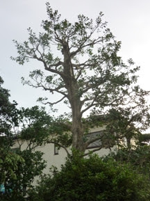 剪定例 クロガネモチ