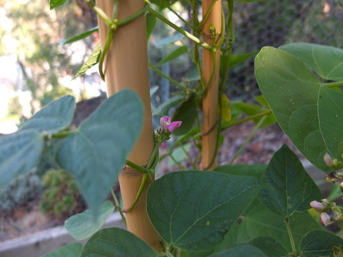 Scarlet Runner Bean