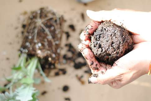 Kokedama, plant, tutorial, easy, steps, diy