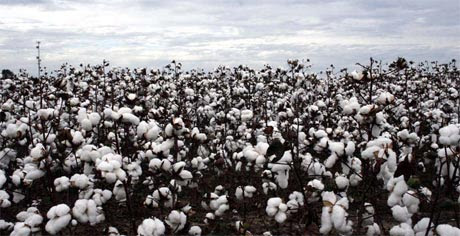 buy Native Organic Cotton Sheets