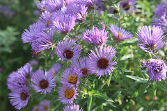 aster 11