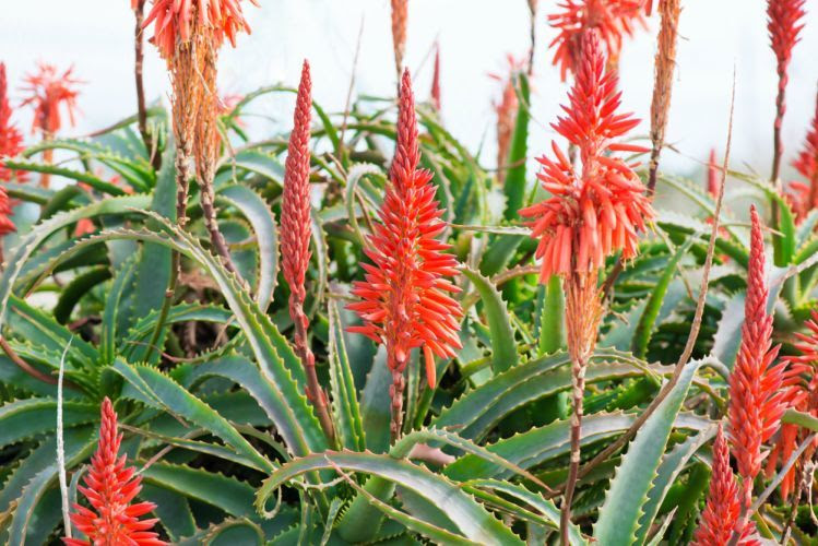 Aloe Vera