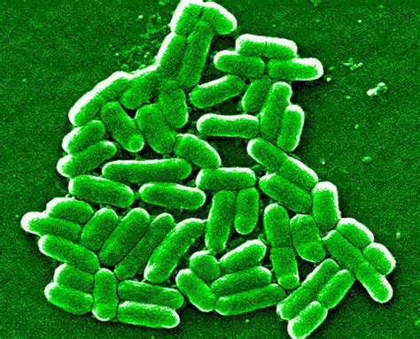 public health wales escherichia coli   coli