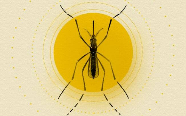 Aedes aegypti é responsável por transmitir a dengue, o zika vírus e a febre chikungunya